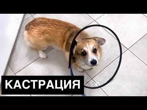 Видео: Нужно ли кастрировать кобелей? К среднему или не к среднему?