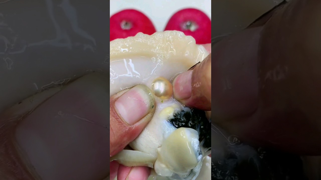 Gold color pearl from oyster 🥰