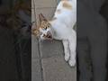 Милые бездомные коты Cute stray cats Смешные котики Funny animals Trend Nature Plants Cactus Мяу Top