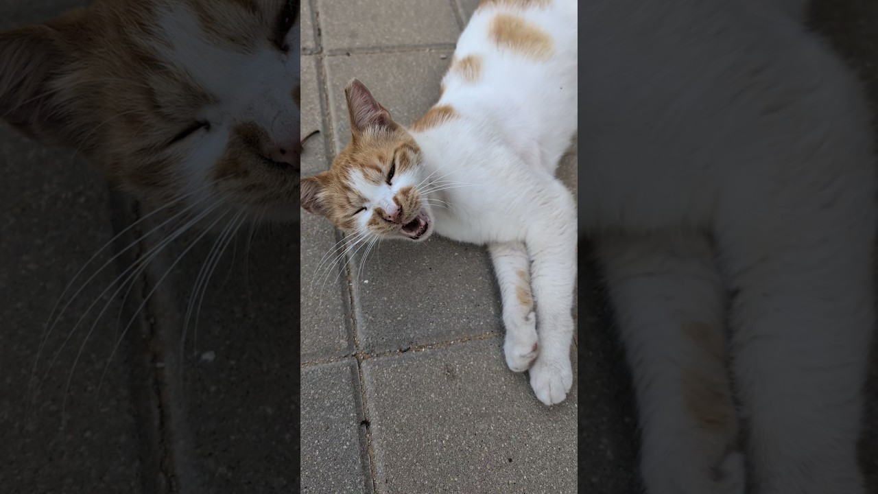 Милые бездомные коты Cute stray cats Смешные котики Funny animals Trend Nature Plants Cactus Мяу Top