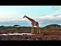 Африка. Утро. Жираф - Africa. Morning. Giraffe