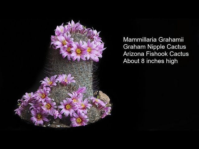 Mammillaria Grahamii--a neat small cactus growing in the Sonoran desert -  YouTube