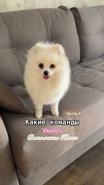имена для собак породы шпиц