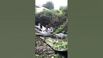 300TH Day 🐣 Watch it here: https://youtu.be/QOt75c4AY7E?si=gitIlxf51s2sguHt