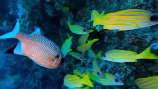 🌊✨ Magic Unveiled: Exploring HP Reef's Underwater Wonderland 🌊🐟 @PADI @GoPro  #maldives #travel screenshot 4