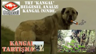 SİVAS KANGAL KÖPEĞİ TARTIŞMASI, 4.VİDEOM. TRT KANGAL KÖPEĞİ BELGESELİ. PART1.