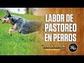 🐕 ⚠️ Labor de Pastoreo en Perros Boyero Australiano | RysolTV