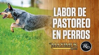 ⚠ Pastor Ganadero Australiano TRABAJANDO | Pastor Australiano Arreando Ganado RysolTV