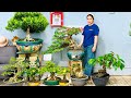 Khảo giá 30/5 Tùng Đài Loan, Linh Sam Đổ &amp; Bonsai Mini Giá Rẻ - shop Thúy An