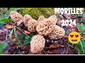 Morilles 2024 la neige engrais  morilles morilles