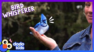 Blue Jays Eat Peanuts Out Of Her Hand! | Animal Videos | Dodo Kids