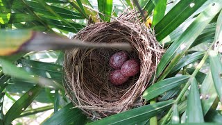 Amazing Egg Hatching Video - Bulbul Bird - Red Vented Bulbul