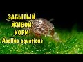 ЗАБЫТЫЙ ЖИВОЙ КОРМ. ВОДЯНОЙ ОСЛИК.  Asellus aquaticus