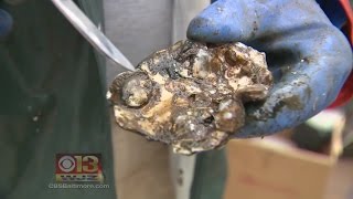 Shells From Oyster Recycling Program Going Back Into Chesapeake