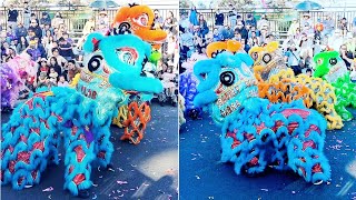 Trung Han Qun THQ Lion dance performance - MOON Festival 2024 CABRAMATTA