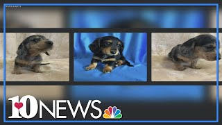 Buyer, beware: More people are falling prey to puppy scams