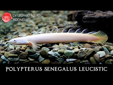 Polypterus senegalus leucistic. Ancient fish with UNIQUE morph (Leopard Aquatic D007D)