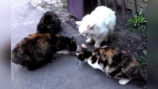 Giving Food to Lost and Found Cats on the Streets of Ukraine A Tale of Hope