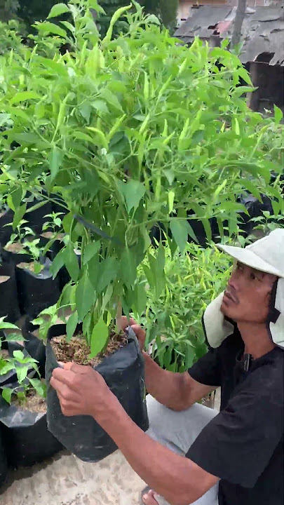 TANAM CABE RAWIT 1, 2, DAN 3 POHON/POLIBAG