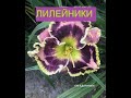 Цветение лилейников Hemerocallis MR BOJANGLES,Supermodel.Raspberry Flambe   в моем саду.Видео