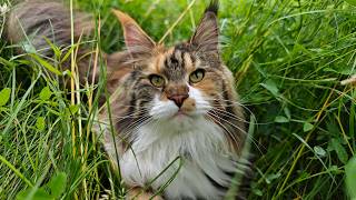 Iris Becomes an Outdoor Cat!
