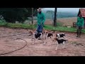 embarcando a cachorrada para a caça do javali