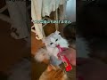 お行儀よくオヤツを食べる猫 short movie