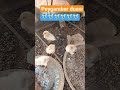 Peygamber duası#youtube #öneçıkar #keşfet #dua