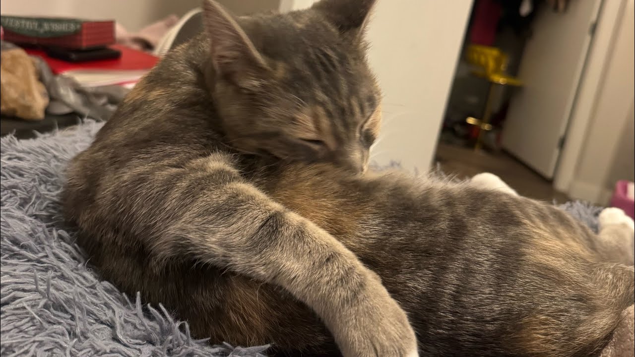  5 Days Alone Cat Sitting in Atlanta | Soft Girl Reset