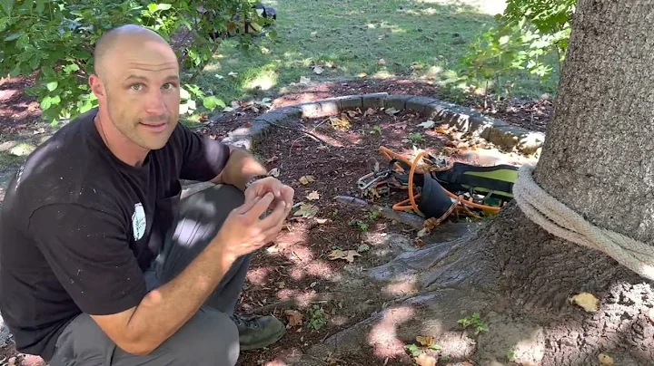 Arborist: Tulip poplar nightmare