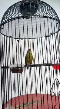 pleci nembak kunti panjang