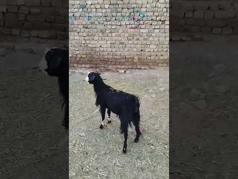 وقتی پاشو می بندیم که فرار نکنه باز بزغاله     