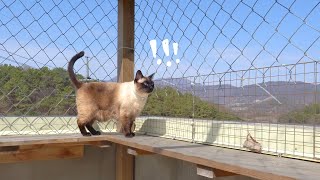 Finally Revealed Audrey's Cat Patio To The Cats! by 김메주와 고양이들 134,664 views 1 month ago 8 minutes, 29 seconds