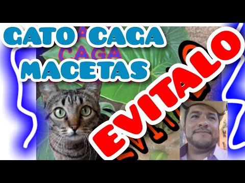 Video: Cómo poner un gato en un arnés