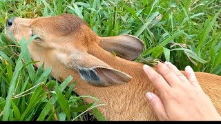 Little Massage for Sleepy Cow 🐮💤