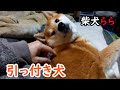 引っ付き犬