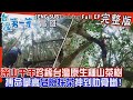 [全新] 高雄【搏命攀樹採&quot;深山百年&quot;神秘原生種山茶、品珍稀山茶 嚐野林香韻！/採鳳梨當纖女？農廢&quot;葉來葉旺&quot;！】│2023.06.18│《台灣第一等》完整版