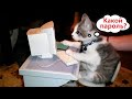 Приколы с котами! С ОЗВУЧКОЙ! Смешные животные! Смешные видео про кошек и собак! #138