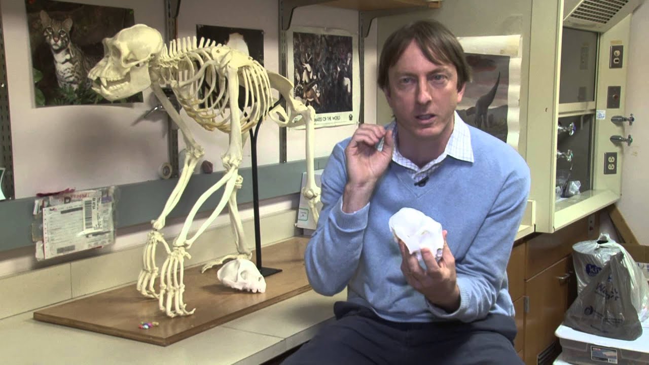 Marshall University: Biology in 3 - D - YouTube