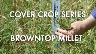 Browntop Millet: Noble Cover Crop Series