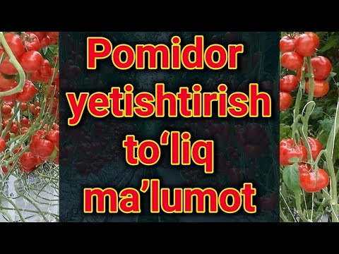 Video: Issiqxonada Pomidor Ko'chatlarini Etishtirish Va Ekishning Qishloq Xo'jaligi Texnologiyasi