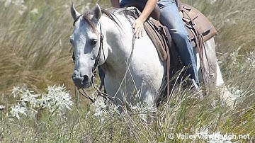 Champ***For info, price, etc., go to our website*** ValleyViewRanch.net