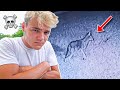 COYOTES RETURN!! My ANIMALS were ATTACKED!!