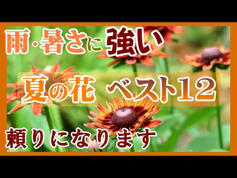 猛暑でも花が咲く！耐熱性一年草の選び方と育て方のコツ