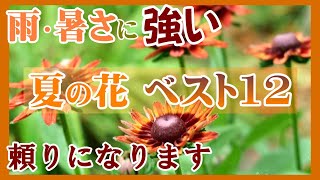 【夏花１２選】育てやすく晩秋まで咲く！頼りになる夏花特集*雨＆暑さに強いロングランな宿根草・一年草/ガーデニング