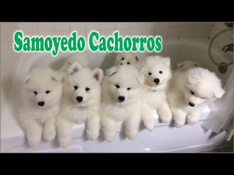 Vídeo: Raça De Gos Samoyedo Hipoalergènic, De Salut I De Vida