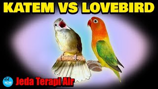 MASTER  harian  KAPAS TEMBAK vs LOVEBIRD Jeda Terapi Air