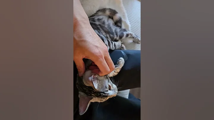 Video 11294701: tiny bengal kitten, silver bengal kitten, kitten purr, cat cute pets