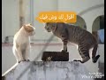 قطط تتكلم مترجم عربي