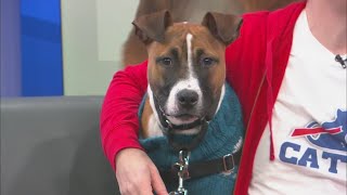 SPCA Monday: 6-month-old Marley is ready for adoption